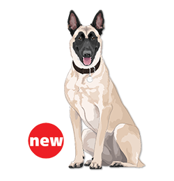 Malinois