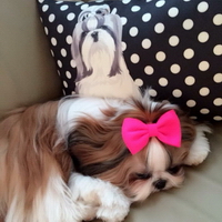 Toong-ngern Shih Tzu