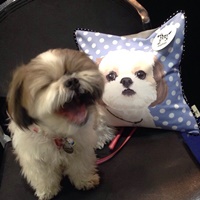 Ranse Shih Tzu