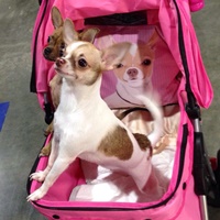 Ped & Poy Chihuahua