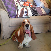 Basset Hound