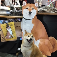 Shiba inu