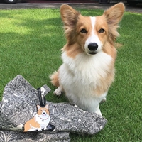 Corgi