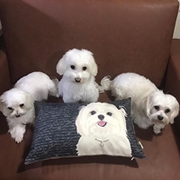 Maltese