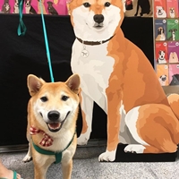 Shiba inu