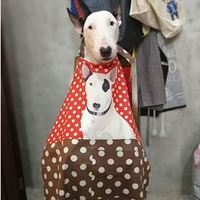 Bull terrier