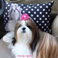 Toong-ngern Shih Tzu