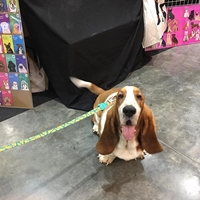 Basset hound