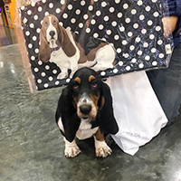 Basset hound